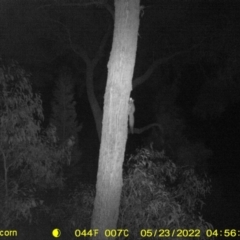 Petaurus norfolcensis (Squirrel Glider) at Baranduda, VIC - 23 May 2022 by ChrisAllen
