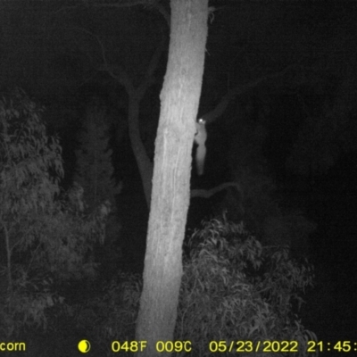 Petaurus notatus (Krefft’s Glider, Sugar Glider) at Baranduda, VIC - 23 May 2022 by ChrisAllen