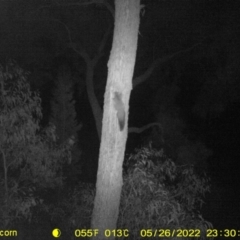 Petaurus norfolcensis (Squirrel Glider) at Baranduda, VIC - 26 May 2022 by ChrisAllen