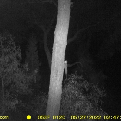 Petaurus notatus (Krefft’s Glider, Sugar Glider) at Baranduda, VIC - 26 May 2022 by ChrisAllen