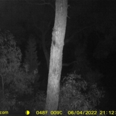 Petaurus norfolcensis (Squirrel Glider) at Baranduda, VIC - 4 Jun 2022 by ChrisAllen