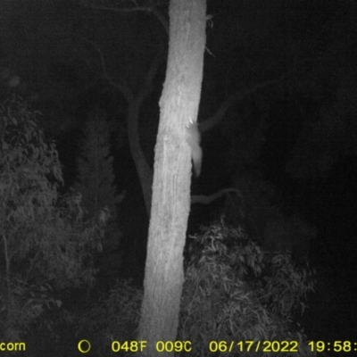 Petaurus norfolcensis (Squirrel Glider) at Baranduda, VIC - 17 Jun 2022 by ChrisAllen