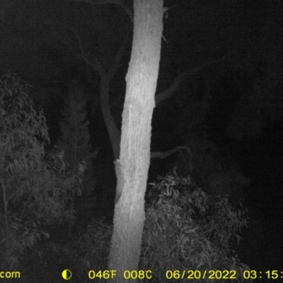 Petaurus norfolcensis (Squirrel Glider) at Baranduda, VIC - 19 Jun 2022 by ChrisAllen