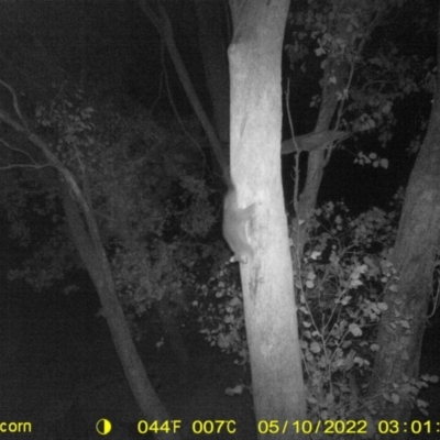 Trichosurus vulpecula (Common Brushtail Possum) at Baranduda, VIC - 9 May 2022 by ChrisAllen