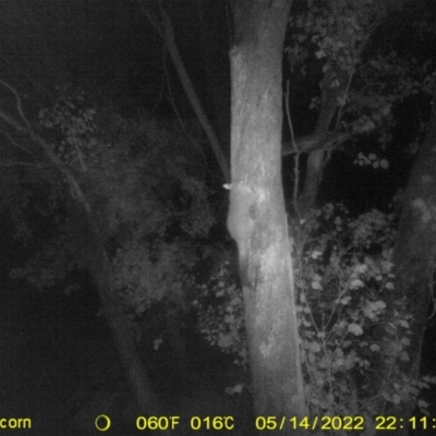 Trichosurus vulpecula (Common Brushtail Possum) at Baranduda, VIC - 14 May 2022 by ChrisAllen