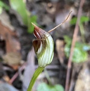 Pterostylis pedunculata at Paddys River, ACT - suppressed