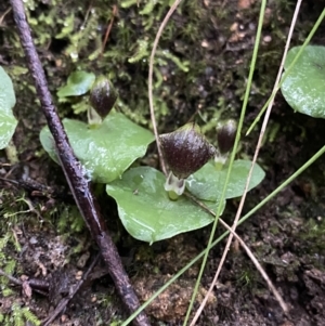 Corysanthes grumula at suppressed - suppressed