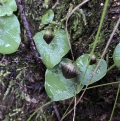 Corysanthes grumula at suppressed - suppressed