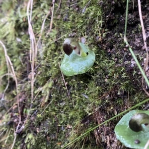 Corysanthes grumula at suppressed - suppressed