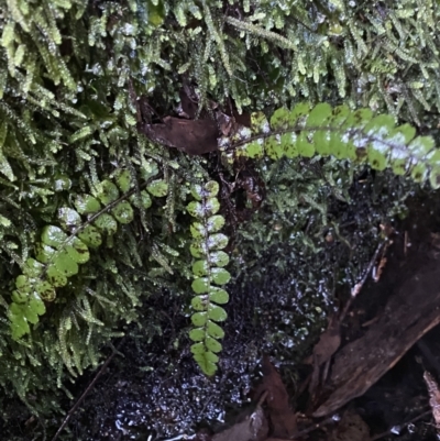 Blechnum fluviatile (Way Water Fern) at Paddys River, ACT - 6 Aug 2022 by NedJohnston