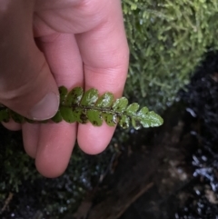 Blechnum fluviatile at Paddys River, ACT - suppressed