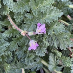 Erodium cicutarium (Common Storksbill, Common Crowfoot) at Jerrabomberra, NSW - 6 Aug 2022 by Steve_Bok