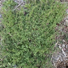 Fumaria muralis subsp. muralis at Jerrabomberra, NSW - 6 Aug 2022