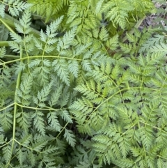 Conium maculatum (Hemlock) at Jerrabomberra, NSW - 6 Aug 2022 by SteveBorkowskis