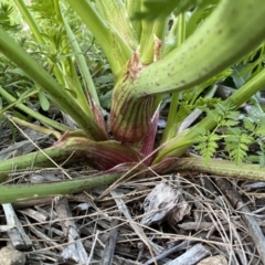 Conium maculatum at Jerrabomberra, NSW - 6 Aug 2022