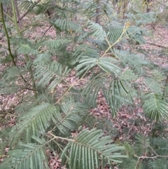 Acacia mearnsii (Black Wattle) at Mount Jerrabomberra QP - 6 Aug 2022 by Steve_Bok