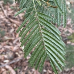 Acacia mearnsii at Jerrabomberra, NSW - 6 Aug 2022 04:46 PM