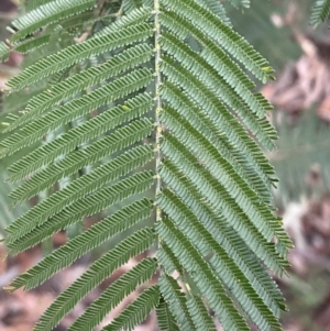 Acacia mearnsii at Jerrabomberra, NSW - 6 Aug 2022 04:46 PM