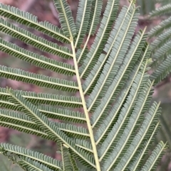 Acacia mearnsii at Jerrabomberra, NSW - 6 Aug 2022