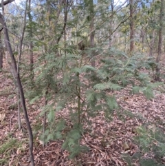 Acacia mearnsii at Jerrabomberra, NSW - 6 Aug 2022 04:46 PM