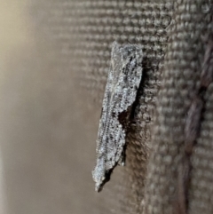 Anarsia molybdota at Jerrabomberra, NSW - 6 Aug 2022