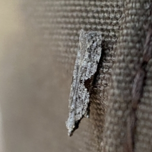 Anarsia molybdota at Jerrabomberra, NSW - 6 Aug 2022 04:25 PM