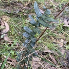 Pellaea falcata (Sickle Fern) at Jerrabomberra, NSW - 6 Aug 2022 by Steve_Bok