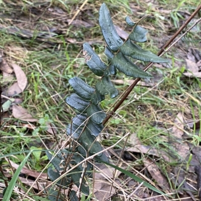 Pellaea falcata (Sickle Fern) at Mount Jerrabomberra QP - 6 Aug 2022 by Steve_Bok