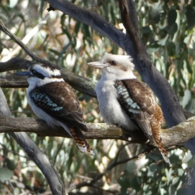 Dacelo novaeguineae (Laughing Kookaburra) at Jerrabomberra, NSW - 6 Aug 2022 by SteveBorkowskis