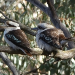 Dacelo novaeguineae at Jerrabomberra, NSW - 6 Aug 2022