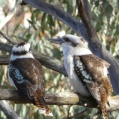 Dacelo novaeguineae at Jerrabomberra, NSW - 6 Aug 2022