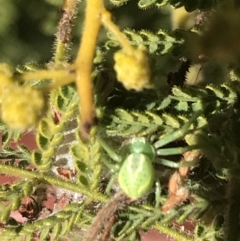 Lehtinelagia sp. (genus) (Flower Spider or Crab Spider) at Garran, ACT - 2 Aug 2022 by Tapirlord