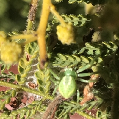 Lehtinelagia sp. (genus) (Flower Spider or Crab Spider) at Garran, ACT - 2 Aug 2022 by Tapirlord