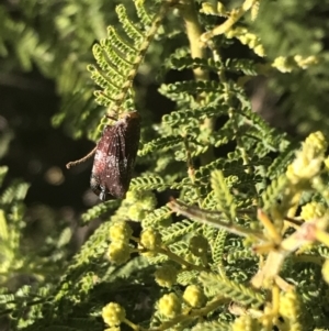 Platybrachys decemmacula at Garran, ACT - 2 Aug 2022 11:59 AM