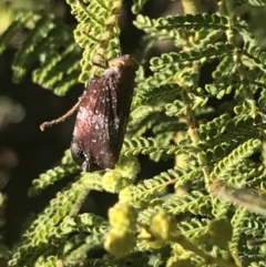 Platybrachys decemmacula at Garran, ACT - 2 Aug 2022 11:59 AM