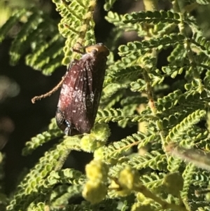 Platybrachys decemmacula at Garran, ACT - 2 Aug 2022