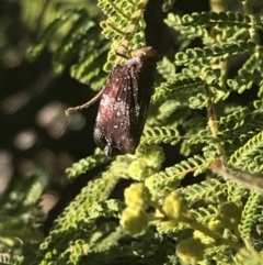 Platybrachys decemmacula at Garran, ACT - 2 Aug 2022 11:59 AM