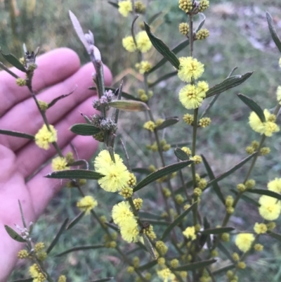 Acacia lanigera var. lanigera (Woolly Wattle, Hairy Wattle) at Hughes, ACT - 1 Aug 2022 by Tapirlord