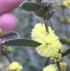 Acacia lanigera var. lanigera at Hughes, ACT - 1 Aug 2022 05:11 PM