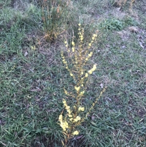 Acacia lanigera var. lanigera at Hughes, ACT - 1 Aug 2022