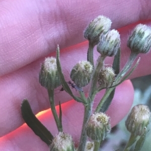 Erigeron bonariensis at Hughes, ACT - 1 Aug 2022 05:11 PM