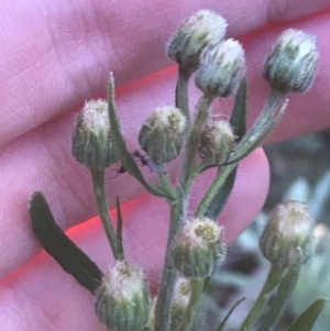 Erigeron bonariensis at Hughes, ACT - 1 Aug 2022