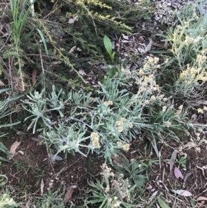 Pseudognaphalium luteoalbum at Hughes, ACT - 1 Aug 2022 05:10 PM