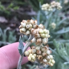 Pseudognaphalium luteoalbum at Hughes, ACT - 1 Aug 2022 05:10 PM