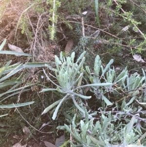 Pseudognaphalium luteoalbum at Hughes, ACT - 1 Aug 2022 05:10 PM