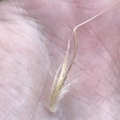 Rytidosperma sp. (Wallaby Grass) at Hughes, ACT - 1 Aug 2022 by Tapirlord