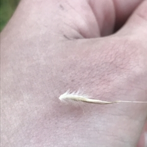 Rytidosperma sp. at Hughes, ACT - 1 Aug 2022