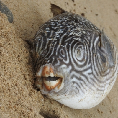 Unidentified Other Native Fish at Oak Beach, QLD - 3 Aug 2022 by GlossyGal