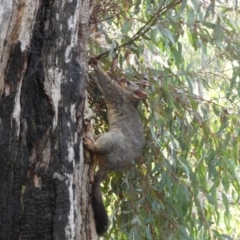 Trichosurus vulpecula (Common Brushtail Possum) at Jerrabomberra, NSW - 6 Aug 2022 by SteveBorkowskis