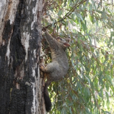 Trichosurus vulpecula (Common Brushtail Possum) at Jerrabomberra, NSW - 6 Aug 2022 by Steve_Bok